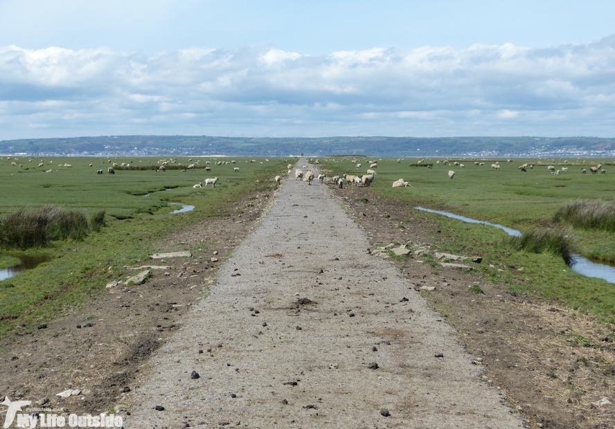 Llanrhidian Marsh