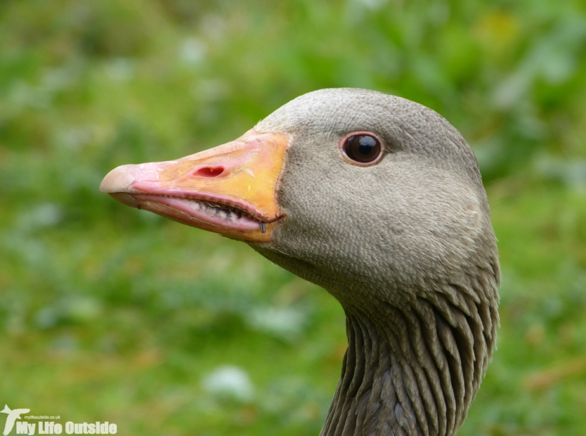 Greylag Goose