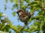 House Sparrow