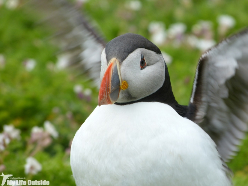 Puffin, Skomer