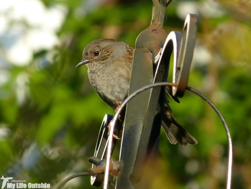 Dunnock