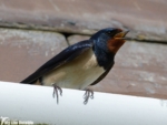 Swallow, Martin's Haven