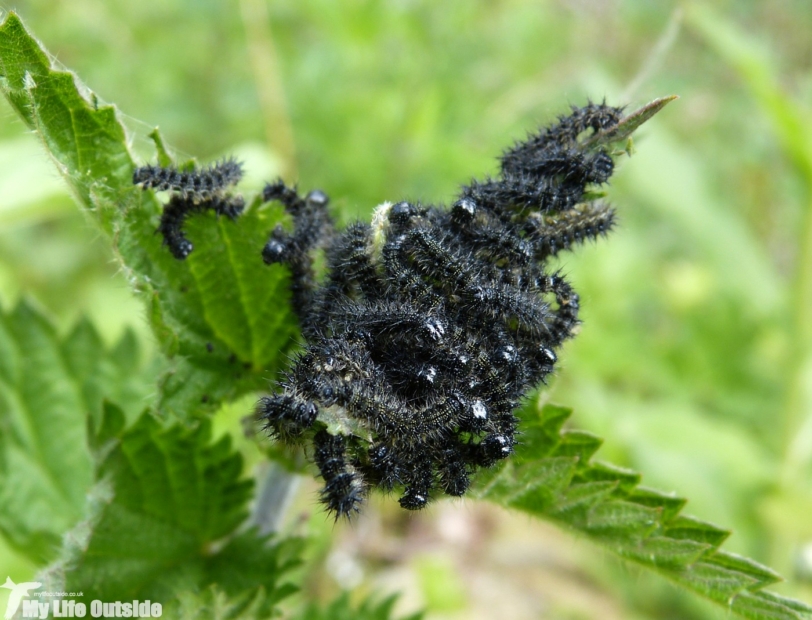 Peacock Caterpillar, Parc Slip