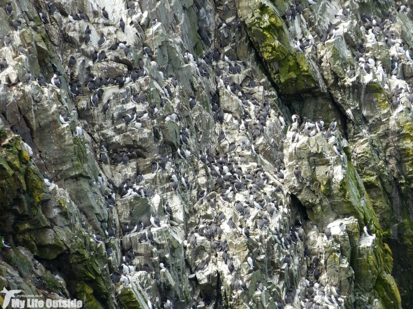 Guillemots. Skomer