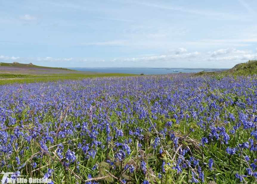 Skomer Bluebells