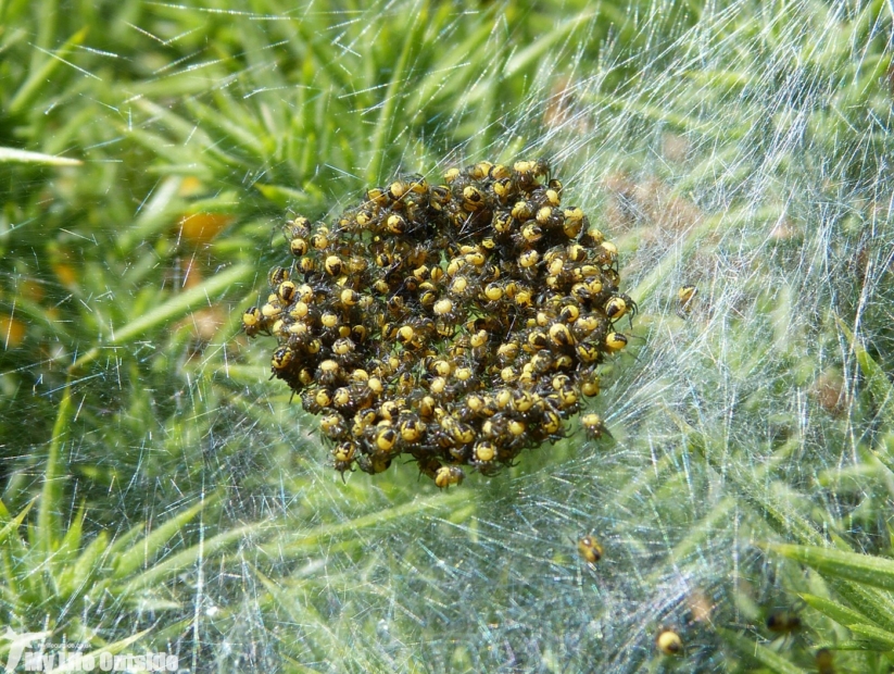 Spider Nest