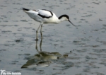 P1130546 - Avocet, RSPB Titchwell