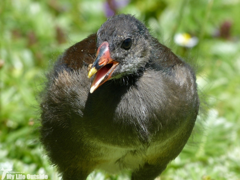 Moorhen, Llanelli WWT