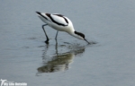 Avocet, RSPB Titchwell