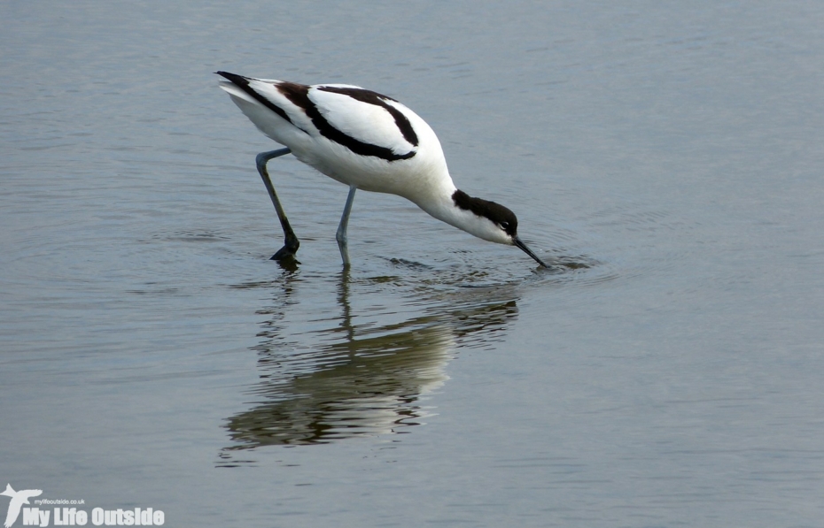 Avocet, RSPB Titchwell