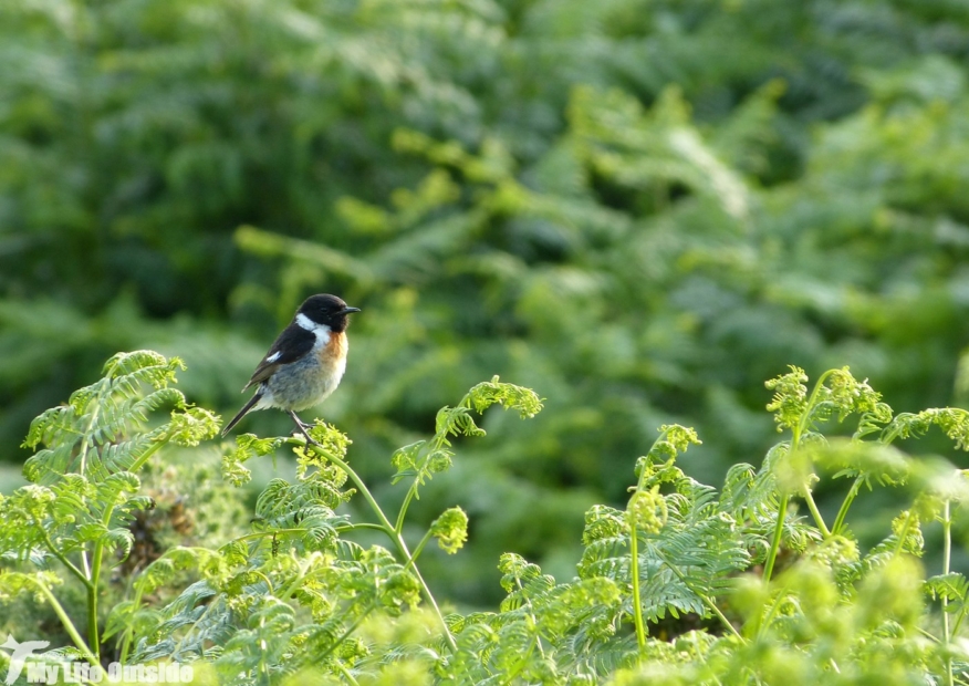 Stonechat, Bryn-bach-Common