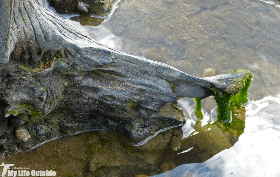 Submerged Forest, Swansea Bay