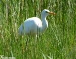 Great White Egret, Kenfig NNR