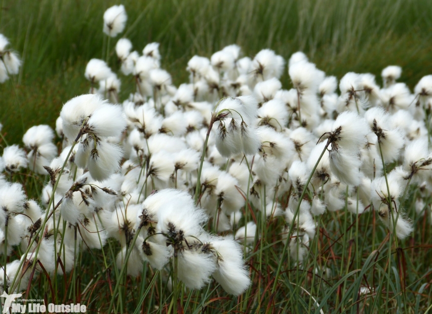 Cotton-grass, Craig Cerrig-Gleisiad