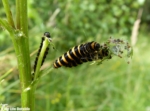 Cinnabar Moth Caterpillars