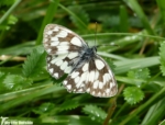 Marbled White