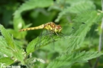 Common Darter