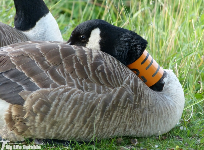 Ringed Canada Goose, Cotswold Water