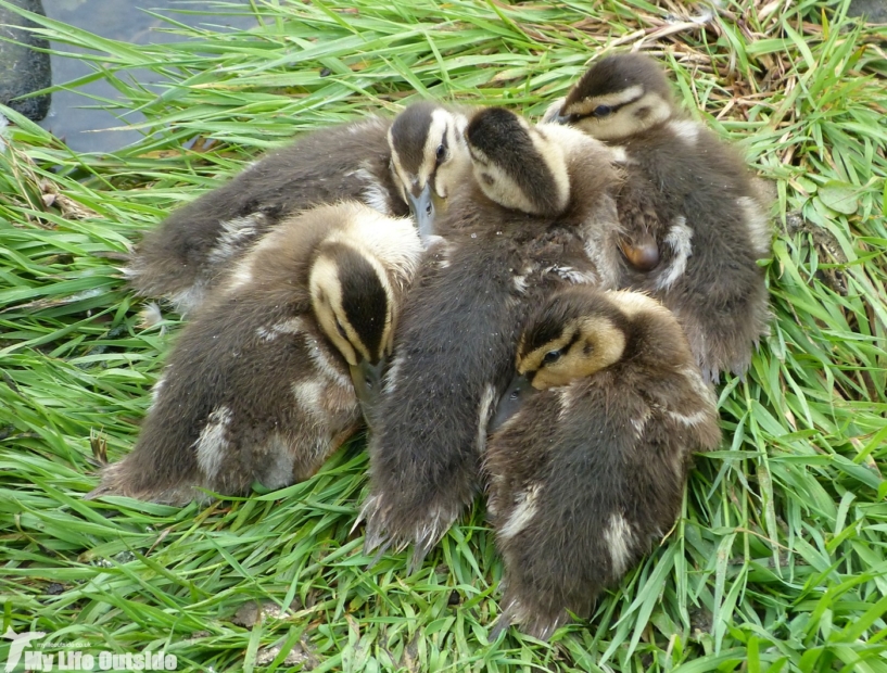 Mallards, Hendy