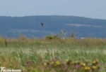 Montagu's Harrier, Blacktoft Sands