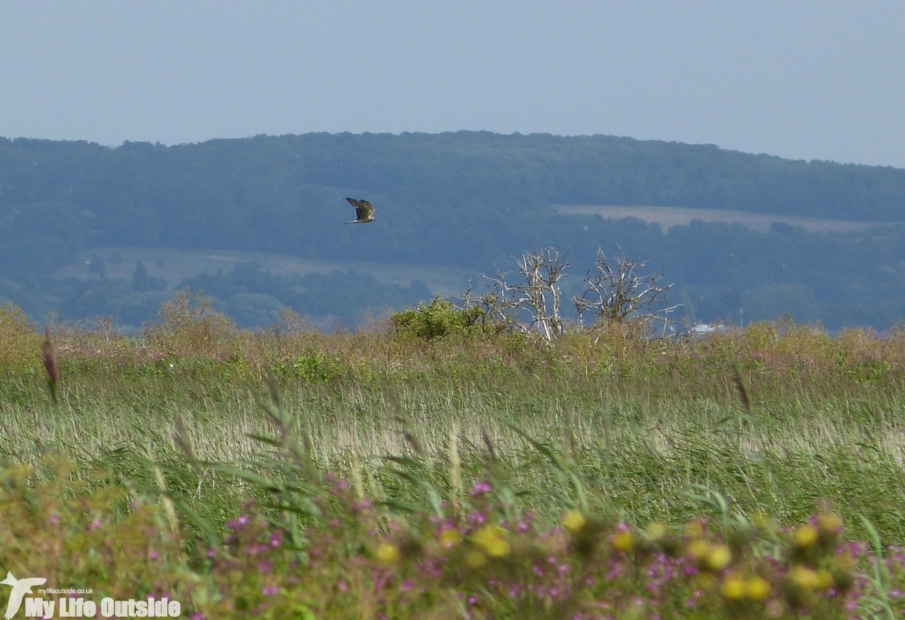 Montagu's Harrier, Blacktoft Sands