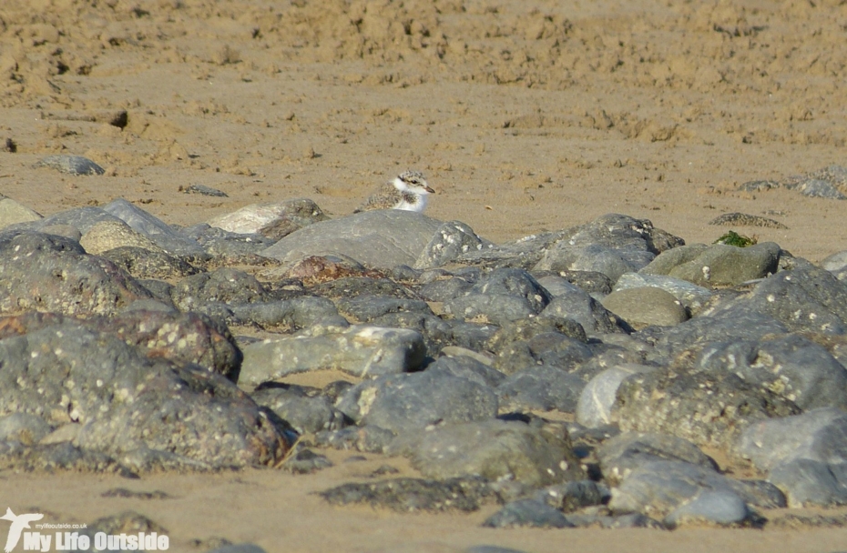 P1140907 - Juvenile Ringed Plover, Burry Port