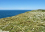 Skomer Island