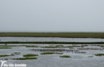 Llanelli WWT