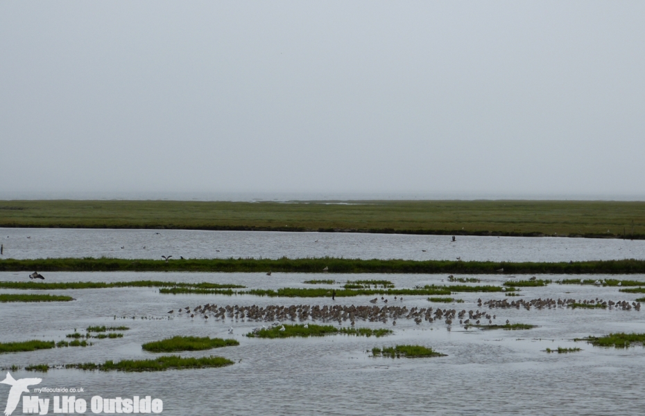 Llanelli WWT