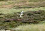 Short Eared Owl, Ilkley Moor