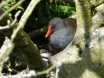 Moorhen, Golden Acre Park