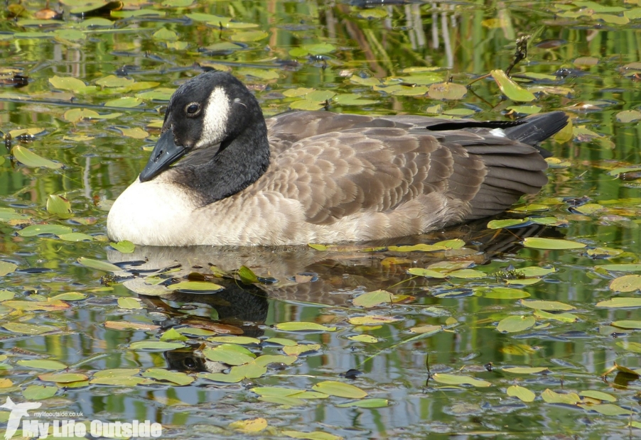 Canada Goose, RSPB Old Moor