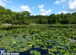 Bosherston Lily Ponds