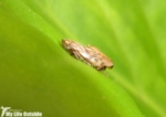 Froghopper