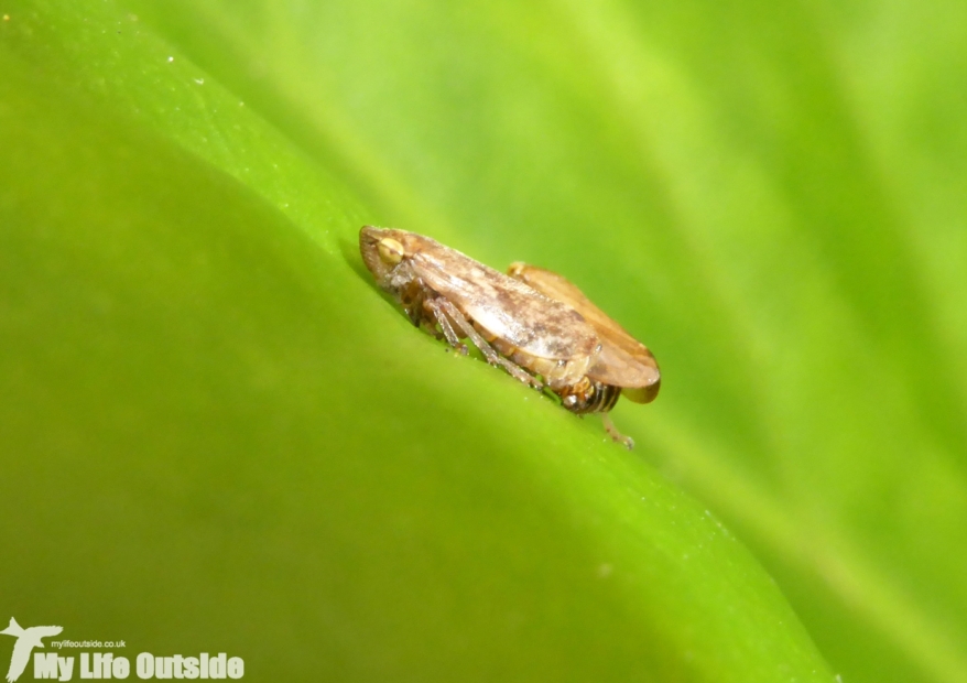 Froghopper