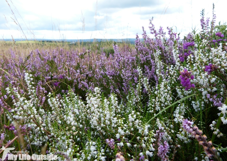 White Heather