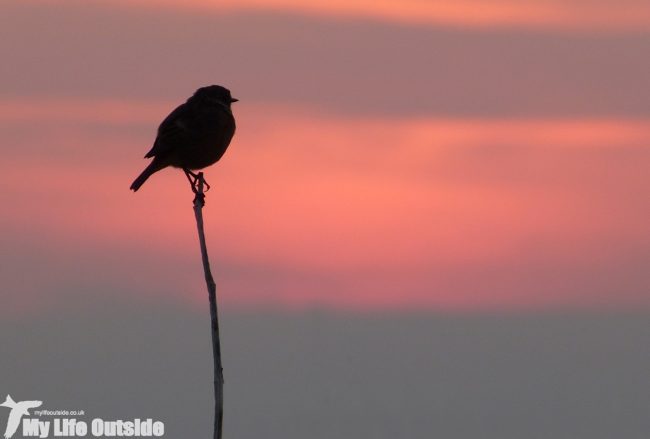 Stonechat at Sunset