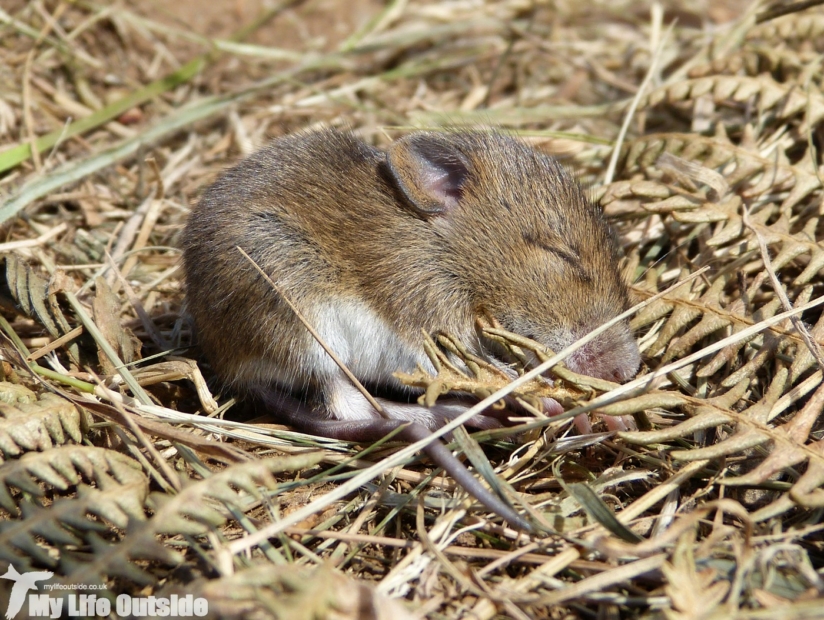 Mouse, Strumble Head