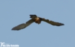 Kestrel, Gower