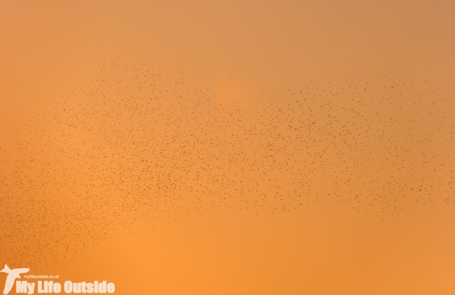 Starlings, Llanrhidian Marsh