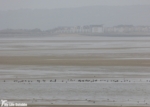 Brent Geese near Burry Port