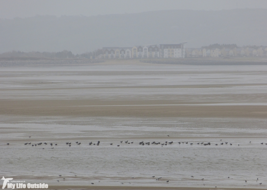 Brent Geese near Burry Port