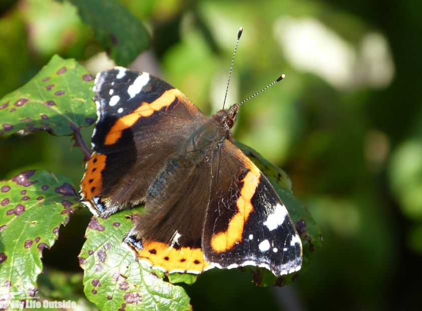 Red Admiral, Llanelli WWT