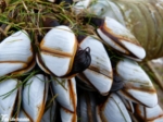 Goose Barnacles, Whiteford