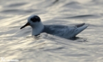 Grey Phalarope, Sker