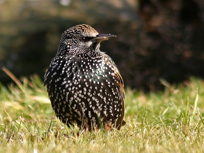 Starling in my garden