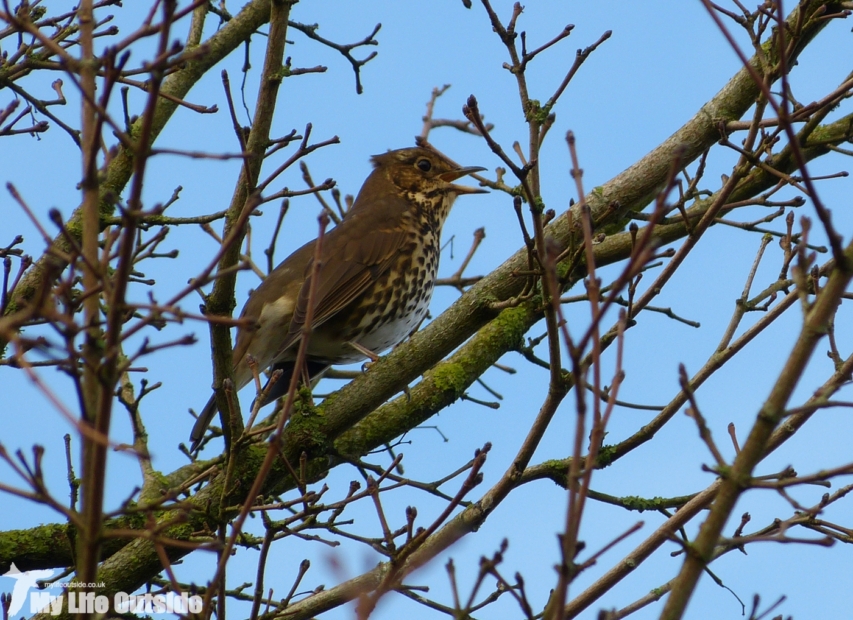 Song Thrush, Llanelli WWT