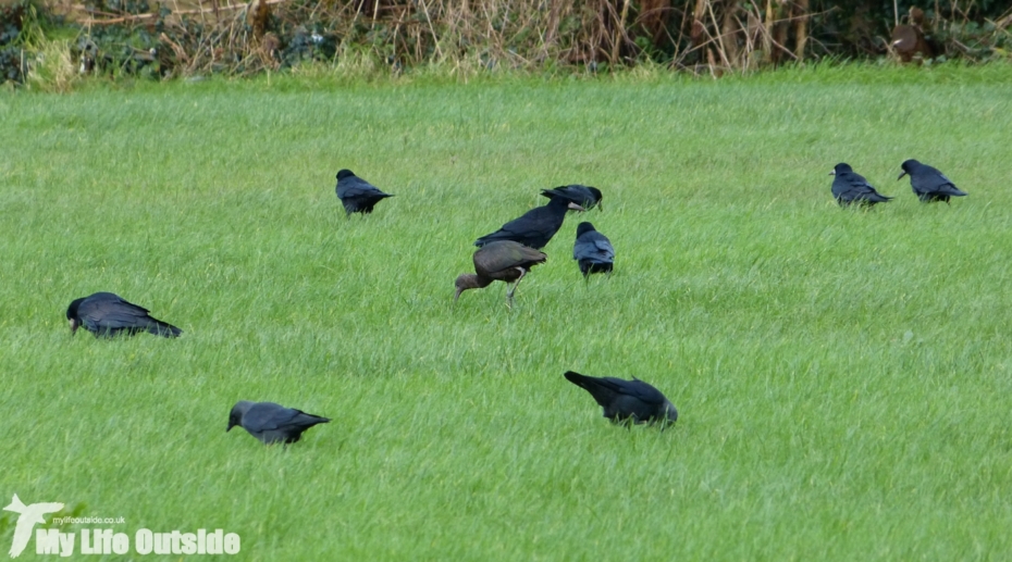 Glossy Ibis, Ferryside