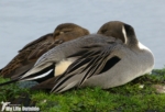 Pintail, WWT Slimbridge