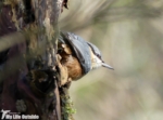 Nuthatch, Dinefwr